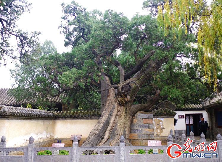 走进嵩阳书院：古柏阅尽历史沧桑，文脉延续千年不绝