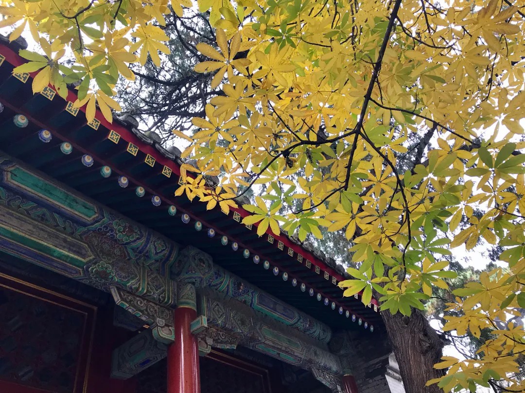 愿闻其声丨现代-郁达夫《故都的秋》